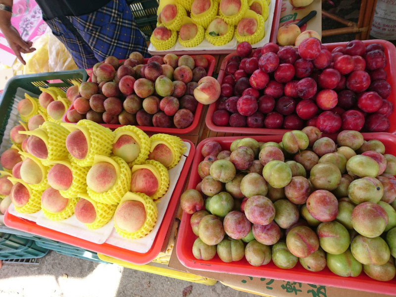 梨山的水梨及水蜜桃已進入盛產季。   圖：梨山國家風景區管理處/提供 