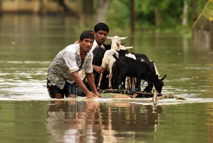 印度豪雨成災，民眾逃難時，不忘帶着自己豢養的山羊同行。   圖：達志影像/路透社
