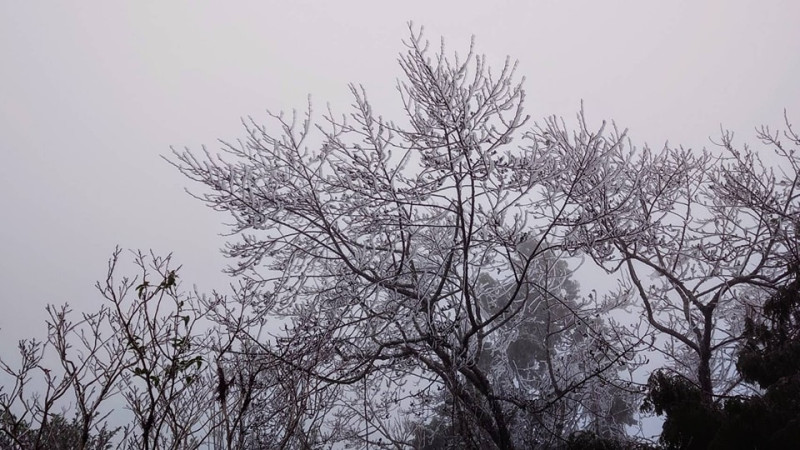 受大陸冷氣團低溫影響，太平山莊和翠峰湖等區域陸續出現霧淞現象，是冬季限定的絕美景色。   圖：翻攝自太平山國家森林遊樂園區臉書