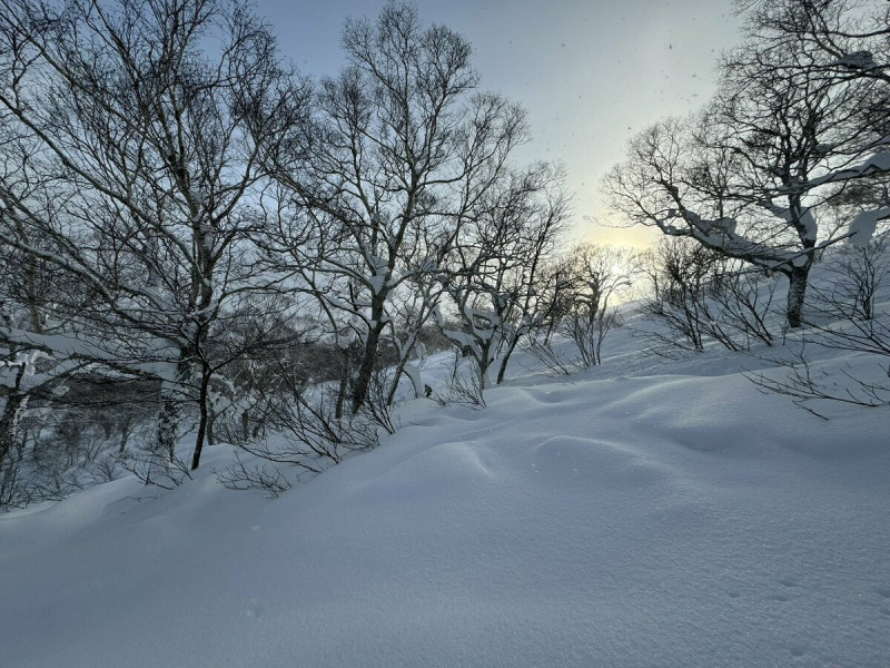 粉雪因其柔軟的質地吸引無數滑雪愛好者   圖：截自「x」@bostongeorgeohh