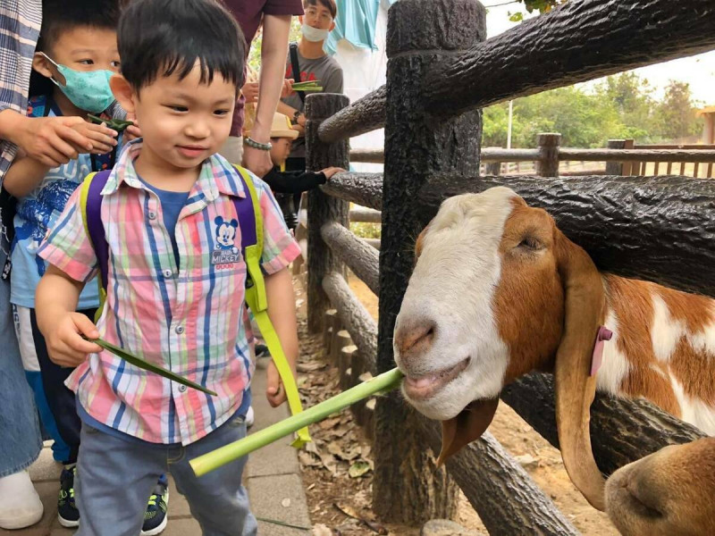 壽山動物園提供近距離動物體驗，可餵食可愛的波爾羊。   圖：高雄市觀光局提供