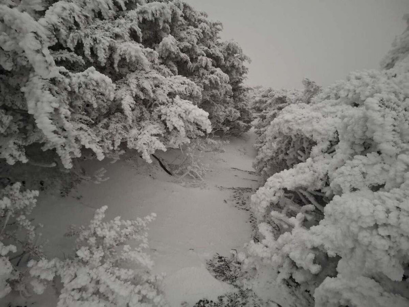 中央氣象署發布貼文宣布玉山氣象測站降雪好消息。   圖：翻攝自中央氣象署臉書