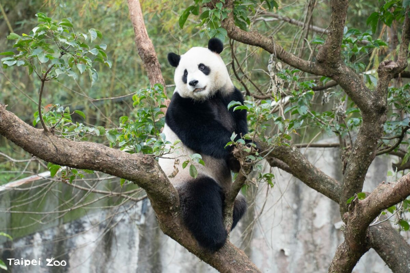 動物園表示，今年圓寶的複檢結果顯示，圓寶目前是隻頭好壯壯的健康寶寶。   圖：台北市立動物園／提供