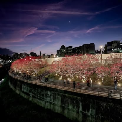 年春節連假長達9天，在北部過年，還沒安排好要去哪走春，不妨安排去一年一度的台北賞櫻盛事，「2025樂活夜櫻季」將於1月24日正式揭開序幕。   圖：翻攝自樂活夜櫻季臉書