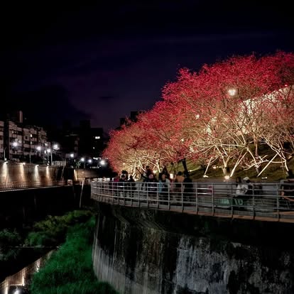 羅列成群的寒櫻現正沿著內湖樂活公園旁內溝溪河岸步道陸續盛開中，搭配燦爛的夜間燈光造景，蔚然形成一道最浪漫的城市粉紅風景線。   圖：翻攝自樂活夜櫻季臉書