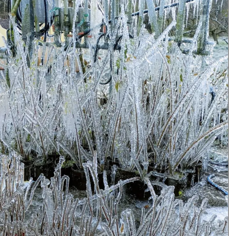 受強烈大陸冷氣團影響，今日武陵農場內的植物表面結滿冰霜。   圖：武陵農場／提供