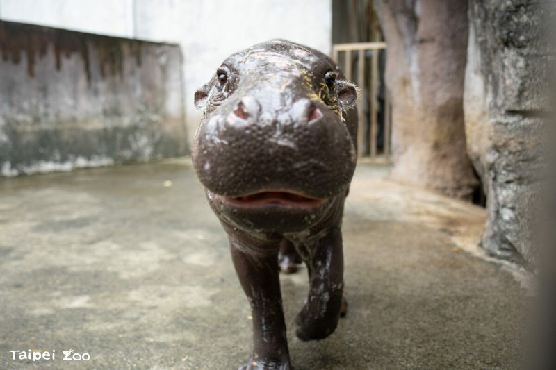 台北市立動物園表示，Thabo是一隻兩歲的年輕雄性侏儒河馬。   圖：台北市立動物園／提供