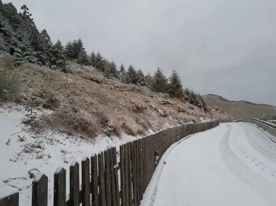 合歡山成雪白世界。   圖：林業署南投分署／提供