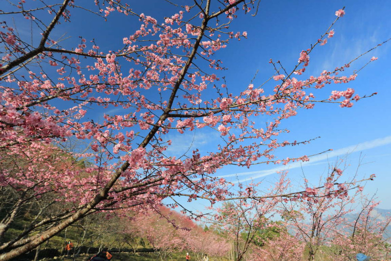 桃源區櫻花季粉白交織成浪漫的景緻。   圖：翻攝茂林風景區管理處官網