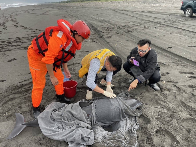 宜蘭利澤沙灘出現擱淺的「國家二級保育類動物」弗氏海豚。   圖：海洋委員會海巡署／提供