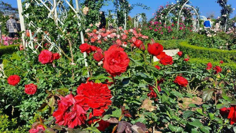 雅聞湖濱療育森林玫瑰花園。   圖： 台南市政府觀光旅遊局／提供