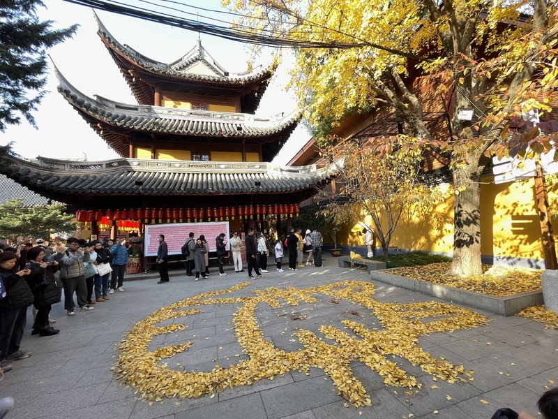 上海龍華寺的清潔人員發揮創意，將銀杏落葉排列成巨大貓咪圖形，吸引民眾圍觀拍照。圖為113年12月15日的上海龍華寺。   圖：中央社