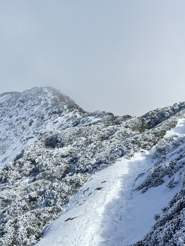 雪山主峰積雪目前將近20公分，雪山圈谷內的植物也都陸續結冰。   圖：翻攝自雪霸國家公園臉書