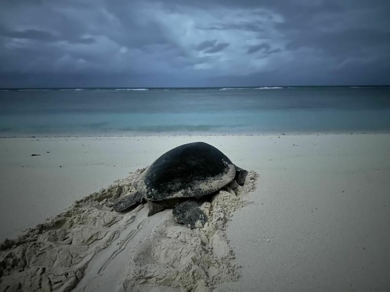 海保署表示，成年海龜會回到出生地產卵。   圖：海洋委員會海洋保育署／提供