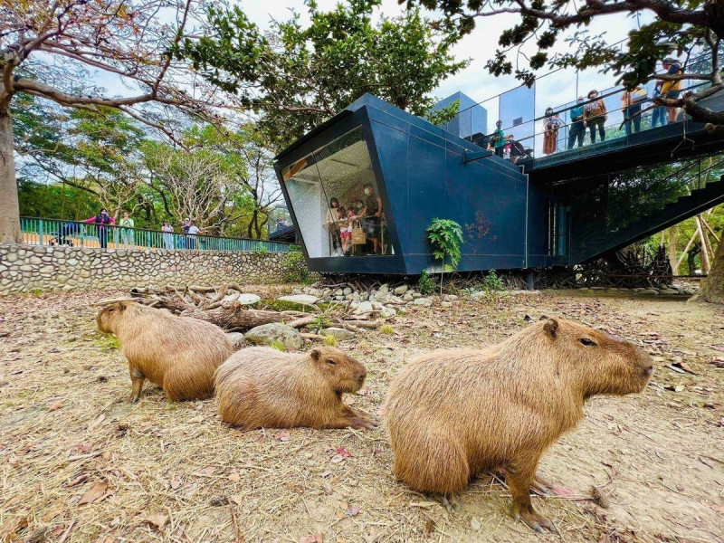 重新開園的「壽山動物園」，擁有多項友善親近動物的規劃設計，目前已累積230萬造訪人次。   圖：高雄市觀光局/提供