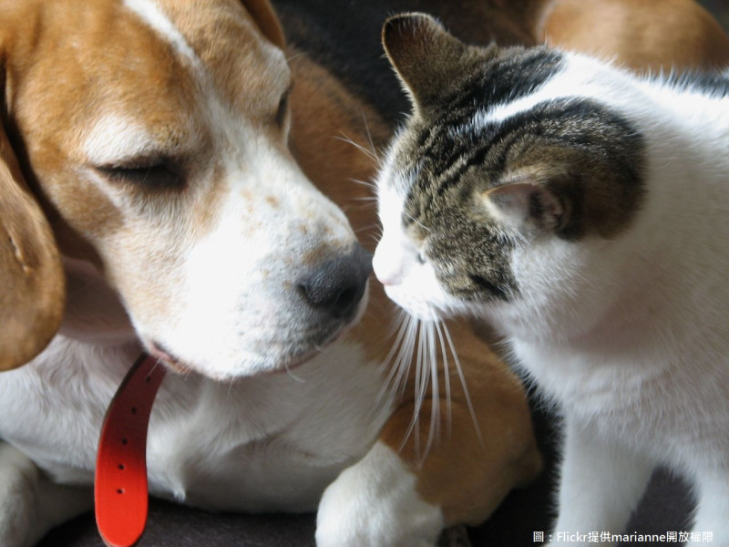台中市動保處宣導狂犬病疫苗須每年注射一次，提升犬貓的免疫力。   圖：Flickr提供marianne開放權限