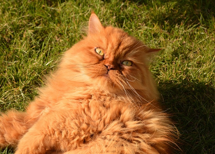 波斯貓的毛色多元，最原始的品種為單色系。   圖：寵毛網petsmao資訊平台提供