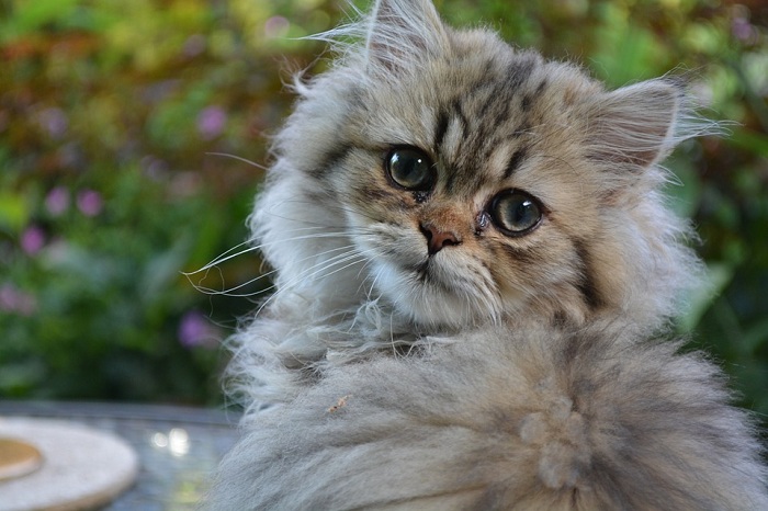 由人工育種出的金吉拉是波斯貓系中相當受歡迎的一支。   圖：寵毛網petsmao資訊平台提供
