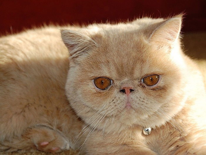 廣受大家喜愛的「加菲貓」，也屬於波斯貓的分支之一。   圖：寵毛網petsmao資訊平台提供