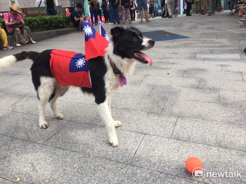 在世大運開幕會場前竟然狗狗把國旗穿上身，為的就是幫台北世大運加油   圖：丘秝榕／攝