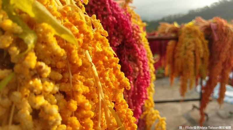 紅藜具高營養價值，顏色更是鮮豔奪目。   圖：Flickr提供Mata Taiwan開放權限