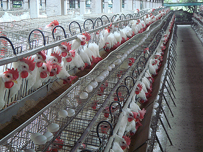 針對芬普尼的毒機蛋事件，農委會做成蛋做堆肥、雞不撲殺等決議。   圖 : 翻攝自Pixnet