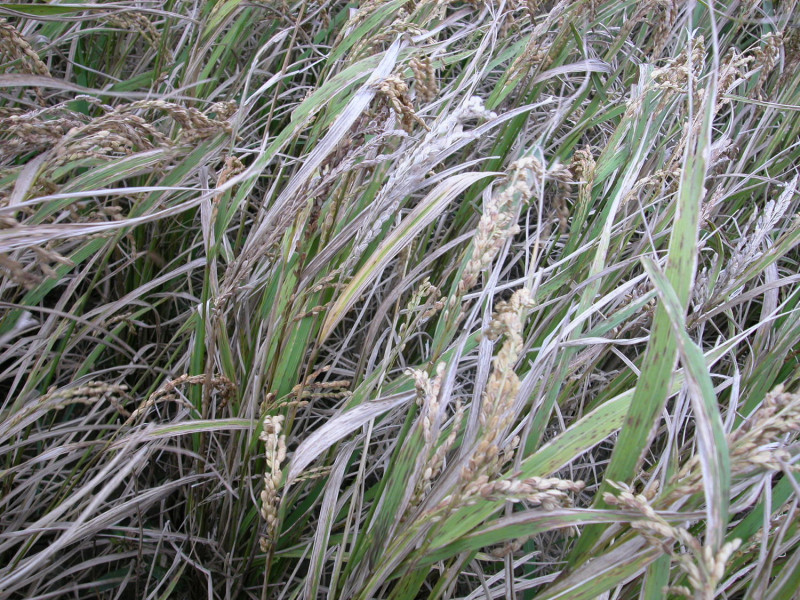 水稻生育期間如果遇上颱風侵襲，高溫高濕環境有利病菌自病組織溢出，高雨量及強風拍打葉片產生傷口有助病菌傳播，導致病原菌侵入，感染水稻白葉枯病。圖為感染水稻白葉枯病之水稻。   圖：農委會提供