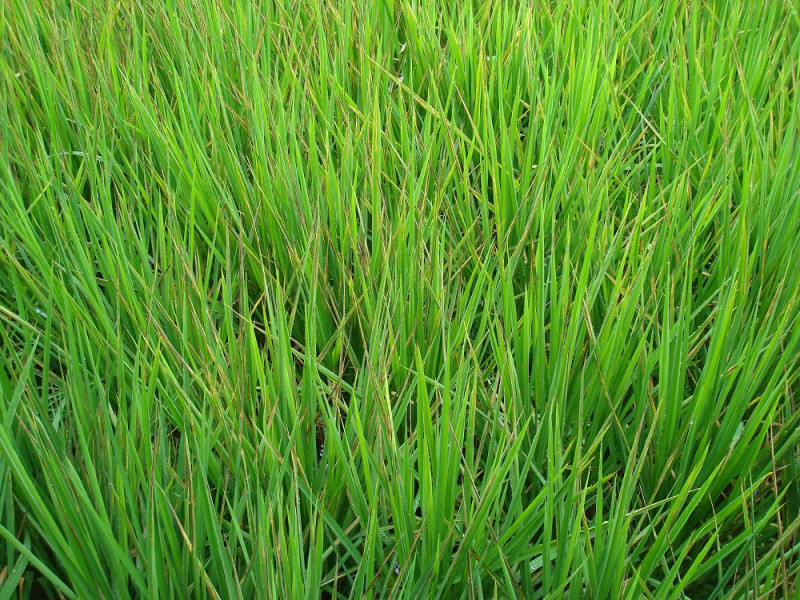 水稻生育期間如果遇上颱風侵襲，高溫高濕環境有利病菌自病組織溢出，高雨量及強風拍打葉片產生傷口有助病菌傳播，導致病原菌侵入，感染水稻白葉枯病。圖為感染水稻白葉枯病之水稻。   圖：農委會提供