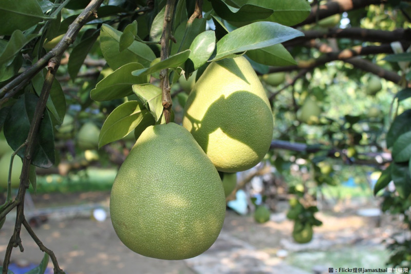 今年文旦柚甜度高，大約在10月初民眾就可享用到好吃的文旦柚，為確保食品安全，農糧署還擴大推動產銷履歷，讓消費者可以吃得更安心。   圖：Flickr提供jamas.tsai開放權限