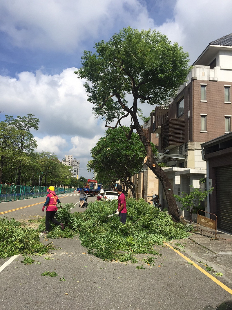 經專業監看修剪達到樹形調整樹勢平衡&nbsp;&nbsp;&nbsp;圖：台中市政府 / 提供