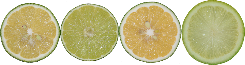 四者橫切面，由左而右依序為檸檬、萊姆、黃金檸檬、香水檸檬。   圖：高雄農業改良場提供