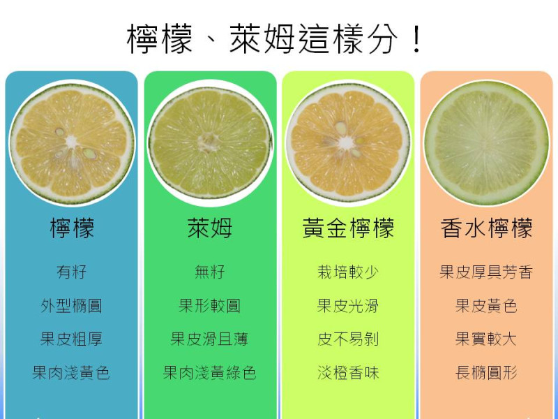 檸檬、萊姆其實不一樣，你會分嗎？這張圖讓你學會如何分辨四種不同，但都長得很像的檸檬。   圖：新頭殼製表
