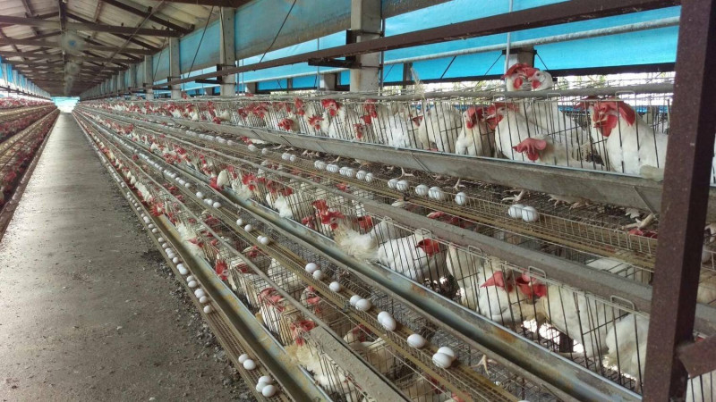 萬丹鄉明純畜牧場產出雞蛋有44.6 ppb芬普尼殘留。   圖：屏東縣動物防疫所/提供