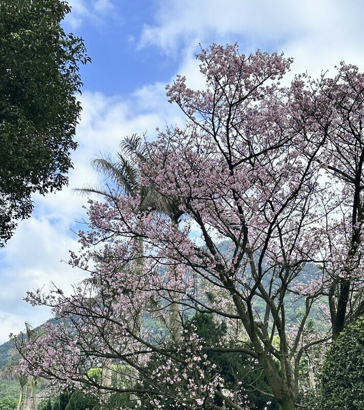 林得恩分享，即日起至下週四前，全台溫暖如夏，本島白天高溫都有機會超過30度。   圖：民眾／提供