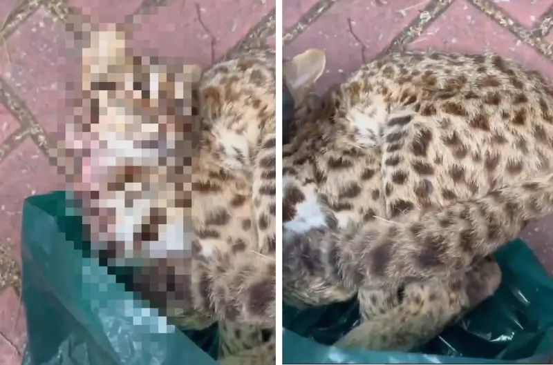 ▲非法獵捕集團不只抓流浪貓狗，連石虎都慘遭毒手。（圖／江和樹提供，2025.04.25）   