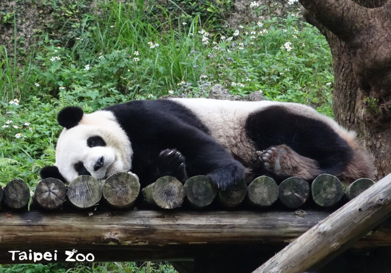 今(28)天七夕情人節之後大貓熊「團團」和「圓圓」明(29)天要一起慶祝13歲生日囉！圓圓慵懶的躺著好像一顆大麻糬一樣。   圖：Taipei Zoo 台北市立動物園FB