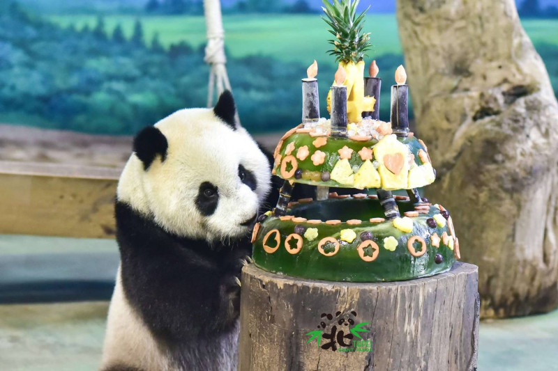 圓仔看著今年自己的生日蛋糕(7月6日)，一副準備開動的樣子。   圖：Taipei Zoo 台北市立動物園FB