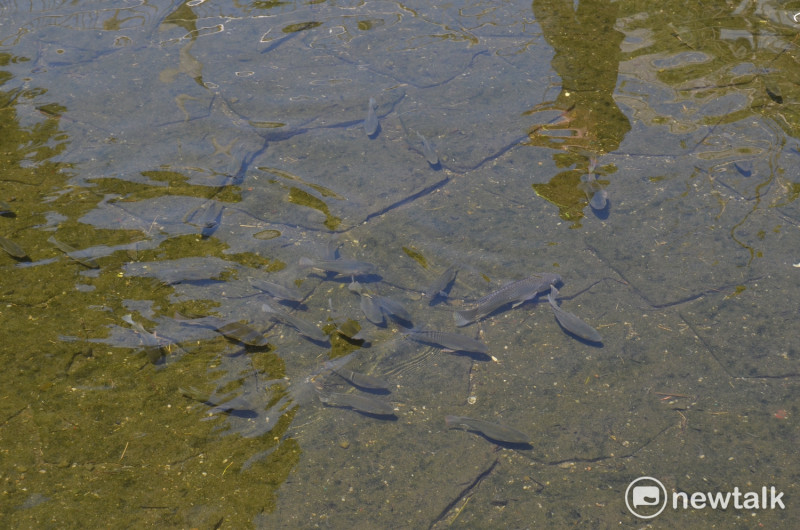 台中市柳川整治後，水質清澈，魚兒成群。   圖：蔡坤龍/攝