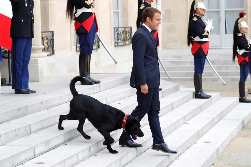 法國總統馬克宏（前）28日接待外賓時，新領養的米克斯愛犬尼莫也跟著亮相，成為鎂光燈焦點。   圖：達志影像/路透社