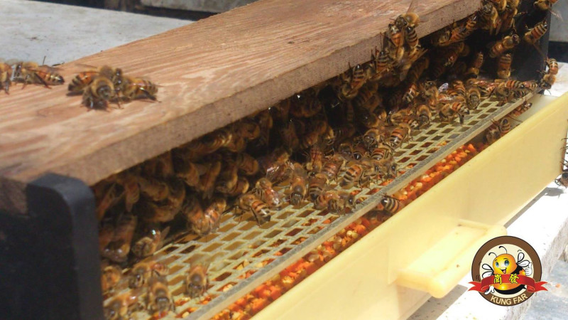 蜜蜂的壽命約為40天，在很短的時間內，一隻蜜蜂可以收集約幾萬粒的花粉，它將身上的花粉與收集好的花蜜混合而成丸狀帶回蜂巢，蜜蜂製好的花粉丸約重10毫克，非常輕巧！   圖：翻攝自大崗山龍眼蜂蜜文化節FB