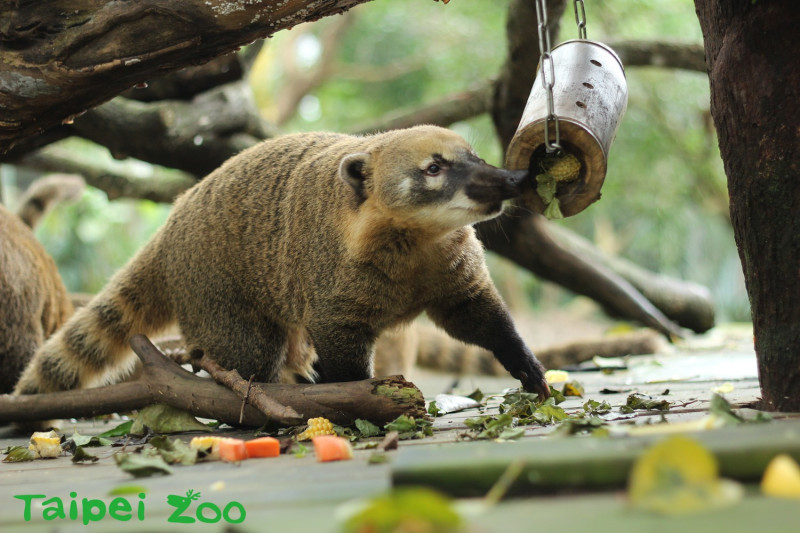 為了讓長鼻浣熊瘦身，動物園以高纖的大黃瓜、紅蘿蔔及玉米取代高甜度的水果。   圖：台北市立動物園提供
