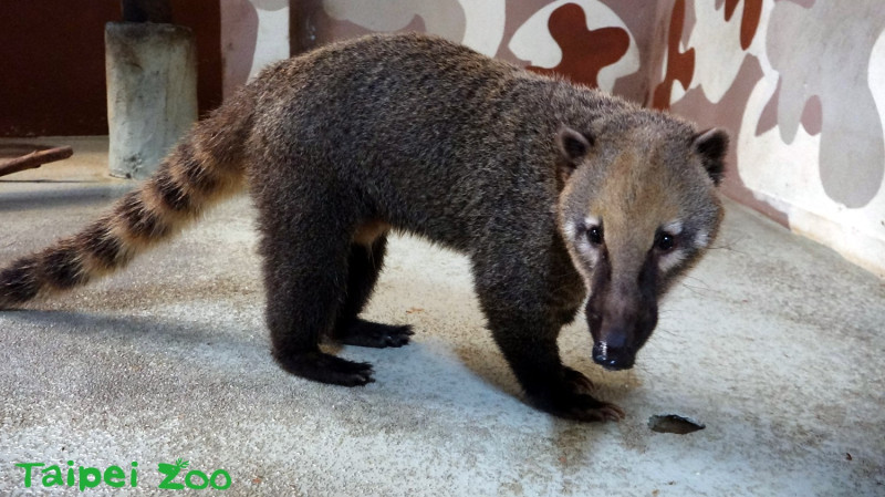 歷經長達一年的努力，長鼻浣熊們都恢復了以往穠纖合度的標準體型。   圖：台北市立動物園提供