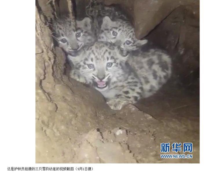 中國大陸四川省林業廳日前在四川省石渠縣一個隧洞中，發現3隻小雪豹蹤影。   圖 : 取自新華網news.xinhuanet.com/