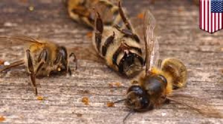 行政院農業委員會動植物防疫檢疫局今 (4) 日證實，近日苗栗農改場蜜蜂大量死亡事件，經過採樣化驗，證實是芬普尼引起的急性中毒。   圖 : 翻攝自YOUTUBE