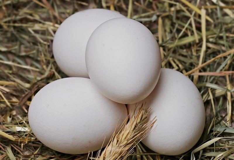 外媒報導，已有40國的雞蛋遭殺蟲劑芬普尼污染，歐洲超市已下架數百萬顆雞蛋，但部分國家的監管單位表示，許多毒蛋已透過餅乾、蛋糕和沙拉等加工產品進入食物鏈。   圖 : 取自Pixabay圖庫
