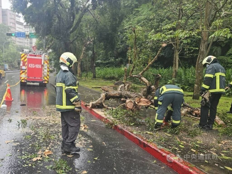 台北市辛亥隧道出口附近7日中午發生路樹傾倒事件，台北市消防局獲報到場處理，幸無人受傷。（翻攝照片）中央社記者黃麗芸傳真  114年5月7日   