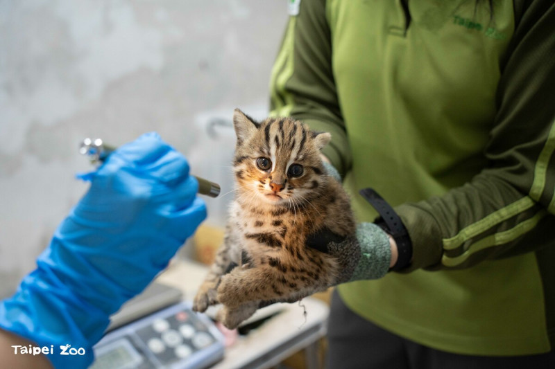 動物園內新生的2隻石虎寶寶首度進行健康檢查後，確認兩隻都是小女生，且身體健康。   圖：台北市立動物園／提供