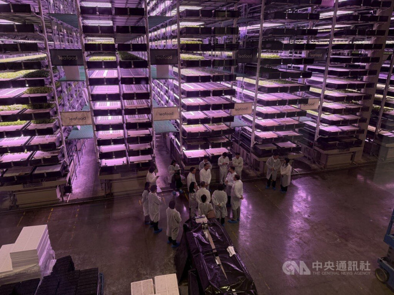 Leafood公司是全歐洲規模最大的垂直農場,總種植面積達4000平方公尺。蔡英文換上無塵衣,在源鮮公司董事長蔡文清與Leafood創辦人兼執行長戚文斯卡斯的介紹下,近距離觀察水耕蔬菜的種植與技術應用。 圖/中央社