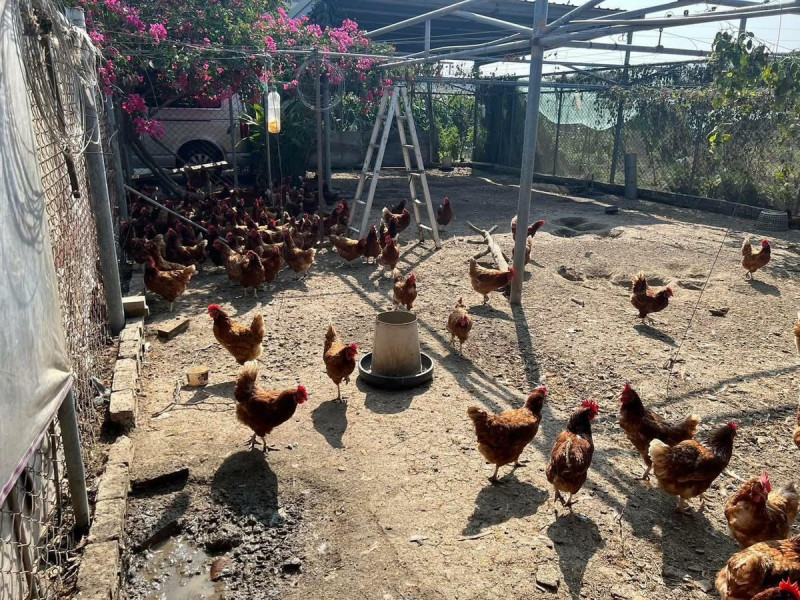 以琳農場養了300隻鷄,由於有足夠的活動空間和良好的營養,每週可生產1200顆土鷄蛋,但每週3次撿拾鷄蛋和洗蛋的繁重工作,田春生夫妻常被折磨得全身痠痛,還要四處推銷拜託大家「義買」,全部賣完才能鬆口氣。 圖:田春生提供