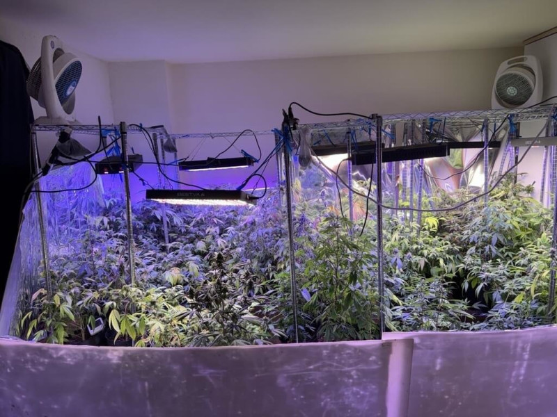 保三總隊繼破獲墨西哥籍聖姓補教老師涉栽種大麻，循線發現植株由尼泊爾籍金姓補教老師提供，專案小組1月發動搜索並逮捕金嫌，在屋內查獲大麻植株等贓證物。（保三總隊提供）中央社記者王朝鈺傳真  114年5月28日   